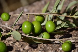 Grüne Oliven auf einem Ast