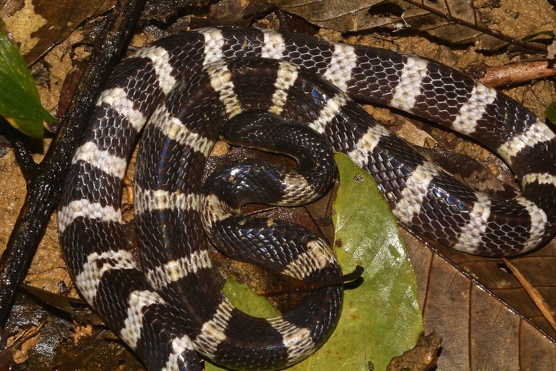 Two-step Snake During the Vietnam War, American soldiers called this Snake, Two-step Snake as they are highly venomous and that the person bitten are likely to die within 2 steps, however this is not true although this Snake is highly venomous. They are more known as Many-banded Krait, Bungarus multicinctus. Bungarus multicinctus,Fall,Geotagged,Hong Kong,Venomous,krait,snake,two-step